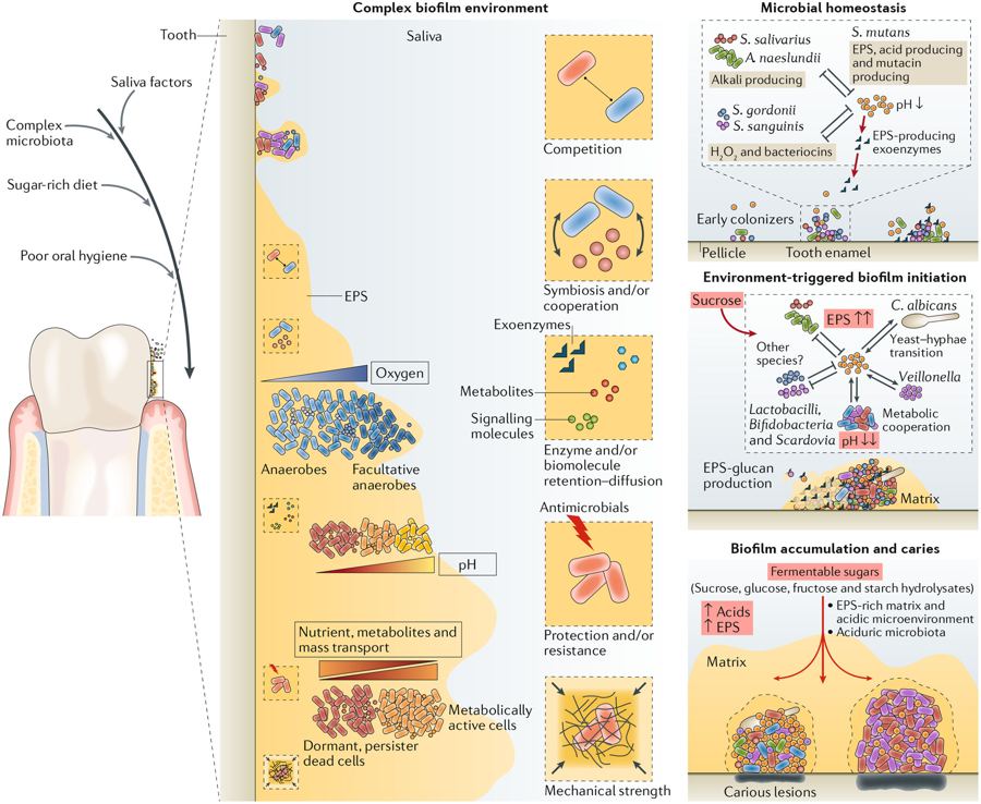 Interactiuni dieta microbiota in formarea biofilmului cariogen