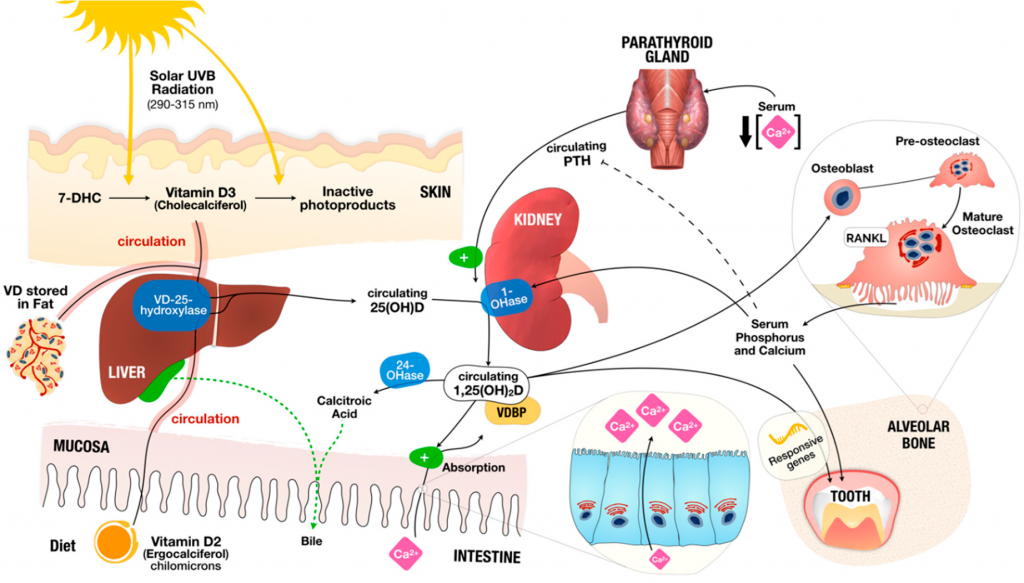 Metabolismul vitaminei D și rolul său în metabolismul osos și dentar