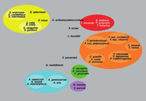 Fig. 2 — Complexele microbiene subgingivale