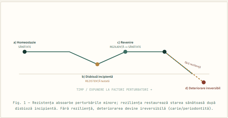 Fig. 1 — Rezistența absoarbe perturbările minore; reziliența restaurează starea sănătoasă după disbioză incipientă. Fără reziliență, deteriorarea devine ireversibilă (carie/periodontită).