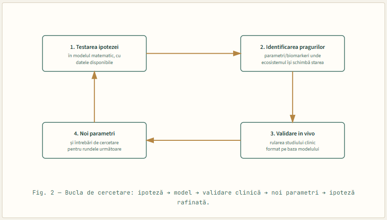 Fig. 2 — Bucla de cercetare: ipoteză → model → validare clinică → noi parametri → ipoteză rafinată.